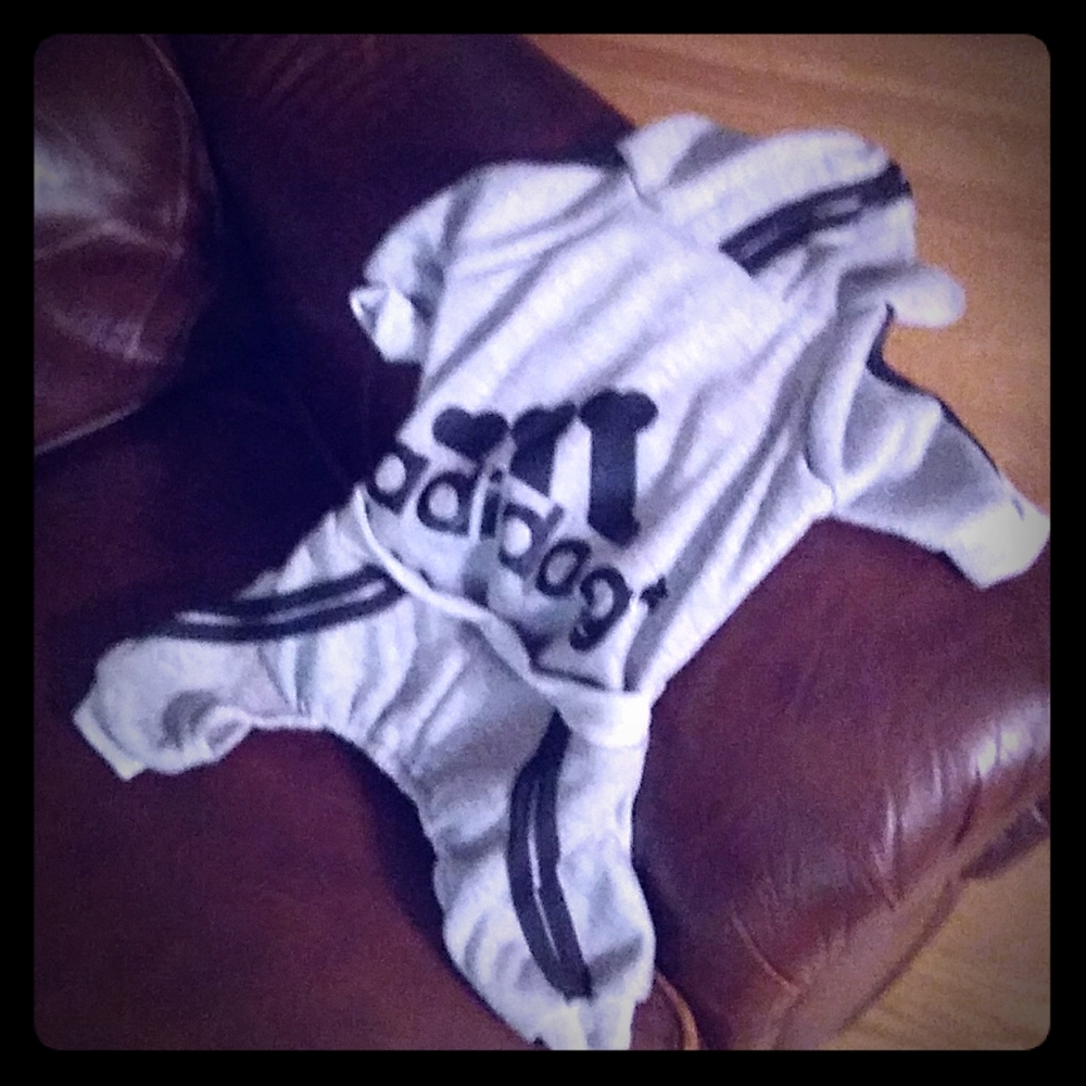 Little doggie hoodie sweat suit